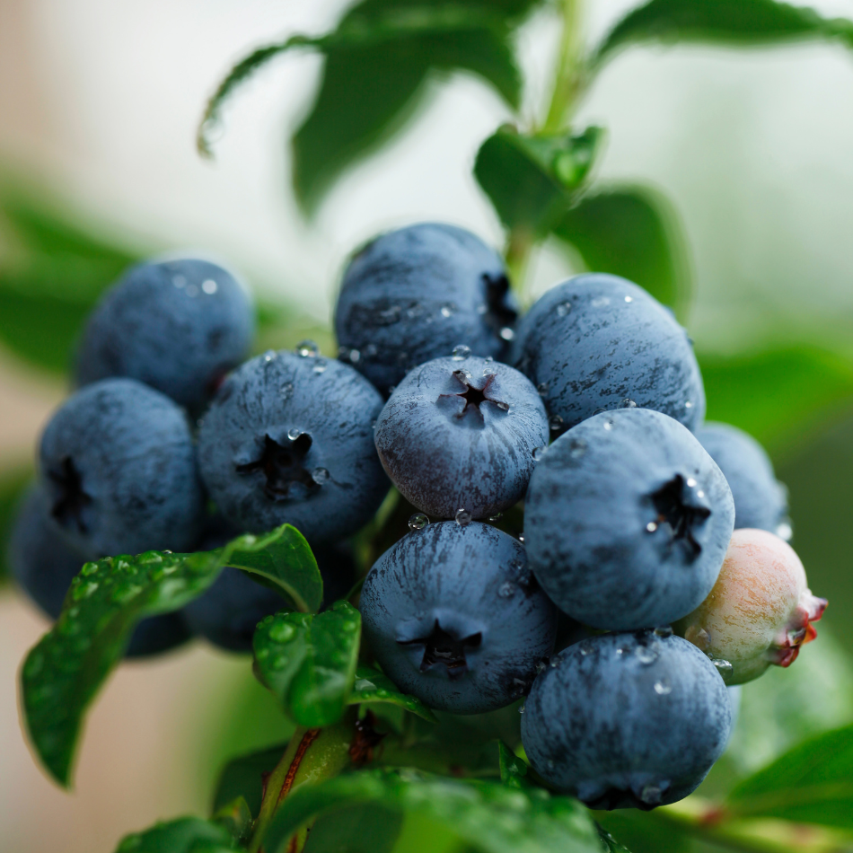 Companion Planting Blueberries Organic Gardener Pro