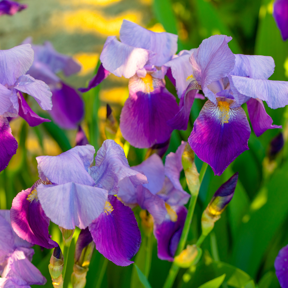 Iris Companion Plants Organic Gardener Pro