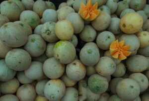 companion planting with cantaloupe for good results