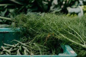 Dill as companion plants fennel 