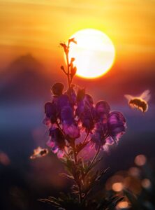 Bees a sunset