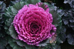 Article: Spinach companion plants. Purple cabbage with ruffled edges