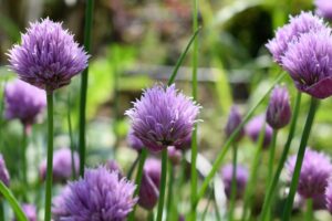 Article: One of the 10 Most Popular Herbs -Chives in flower
