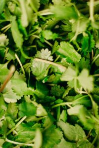 Article: One of the 10 Most Popular Herbs -Cilantro