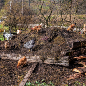 "A group of chickens foraging on a large compost heap framed by wooden beams. The compost pile is rich with dark soil and organic debris, with the chickens actively pecking and scratching, contributing to the composting process."