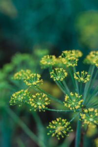 Dill herb in flower