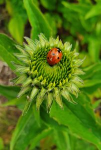 Article: Echinacea Companion Planting. Green coneflower with a lady beetle on top