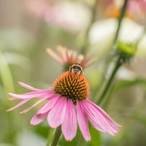 Echinacea Flower with a bee on it.