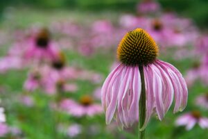 Article: Companion Plants for Coneflowers. Pic - Echinacea Flower in the field