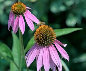 Article: Companion Plants for COneflowers. Echinacea - purple coneflower