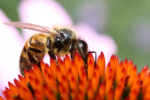 Article: Echinacea Companion Planting. Bee on the centre of the Echinacea flower