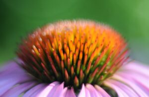 Article: Echinacea Companion Planting. Echinacea Centre Cone