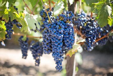 Article: Companion Plants for Grapes. Pic - Black grapes hanging off the vine