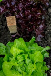 green and purple lettuce work well in companion planting with cantaloupe