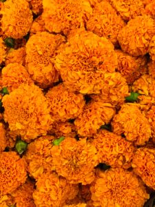 Marigolds work well in companion planting with cantaloupes