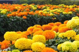 Marigolds orange and yellow