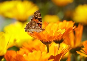 Marigolds with a butterfly on top