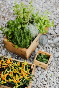Article: Oregano Companion Plants. Pic - Mixed herbs in a box