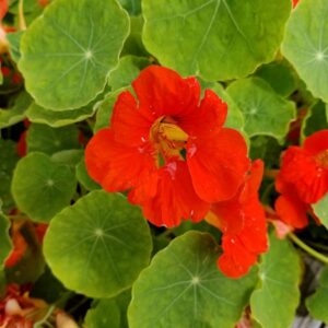  "A close-up of a bright red nasturtium flower with its vivid petals and distinctive green round leaves, a popular companion plant for carrots."