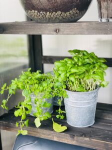 Article: Oregano Companion Plants. Pic - Oregano in small pots on a wooden stand.