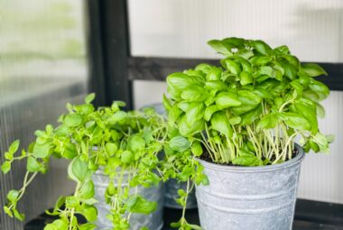 Potted oregano plants in a metal container on a wooden shelf, thriving indoors with a touch of rustic charm.