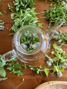 Article: Oregano Companion Plants. Pic - Herbs around a glass teapot