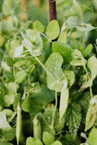 Article: Companion plants for Peas. Pic - peas growing on a vine