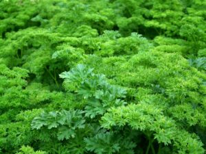 Article: One of the 10 Most Popular Herbs -Beautiful crop of Parsley