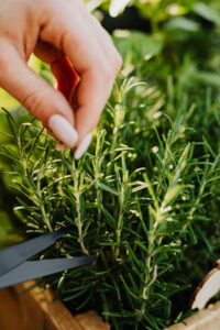 companion plant for Rosemary