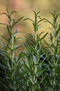 Rosemary bush when planted near sage is great rosemary and sage are good companions
