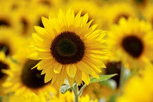 Article: Sunflower Companion Plants. Bright yellow sunflower with more in the background