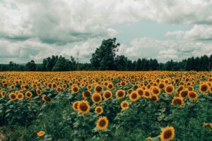 Article: Sunflower Companion Plants. Sunflower field