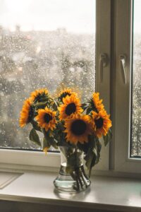 Article: Sunflower Companion Plants. Sunflowers in a vase on a window sill