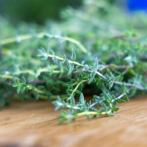 Article: Oregano Companion Plants. Pic - Thyme Herb