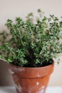  "A potted thyme plant with small, dense green leaves, thriving in a classic terracotta pot, set against a soft neutral background."