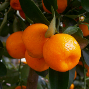 Article: Citrus Tree from Pips. Pic - Vibrant calamondin oranges clustered on a branch.