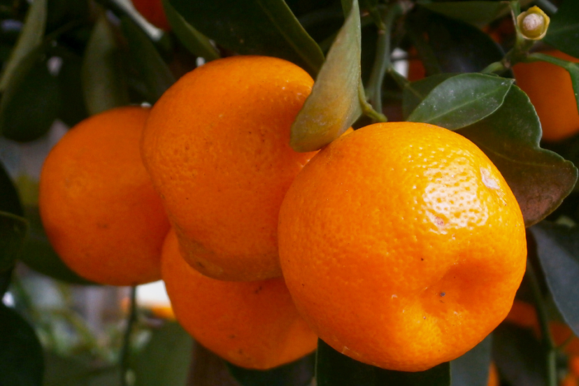 Vibrant calamondin oranges clustered on a branch.