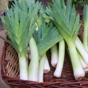 A wicker basket full of fresh leeks with green tops and white stalks, showcasing the vegetable's fresh farm-to-table journey.