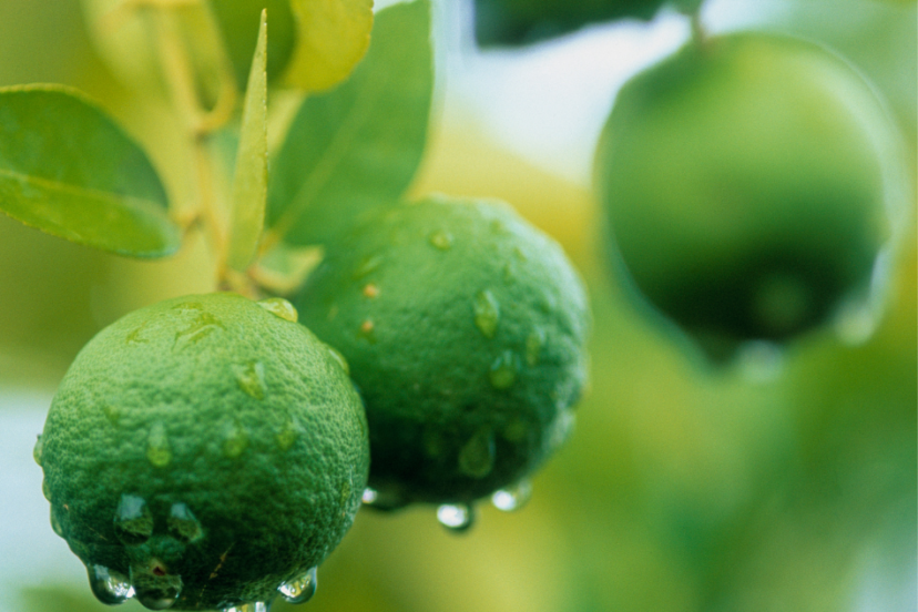 Green limes dotted with fresh dewdrops hang from their branches, surrounded by a blur of leaves.