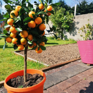 : A small orange tree loaded with fruit, growing in a bright orange pot in a sunny garden.