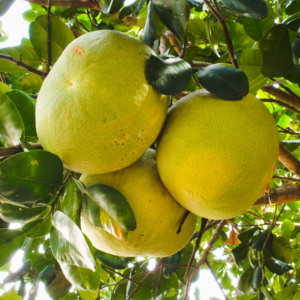 Article: Citrus Tree from Pips. Pic - A cluster of large pomelos hanging amidst lush green leaves on a tree