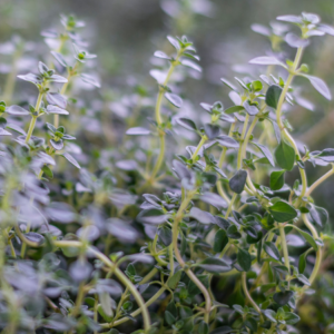 "Soft focus on thyme leaves, showcasing the delicate interplay of light and shadow over the gray-green foliage.
