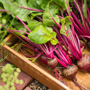  Freshly harvested beets with vibrant red stems and green leaves in a wooden crate on a garden path.