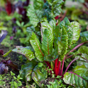 "Fresh beets growing in a garden bed."