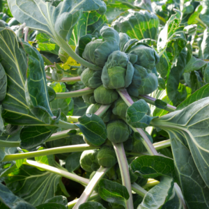 Close-up of Brussels sprouts growing on their stalk surrounded by large leaves, capturing the plant's unique growth pattern.