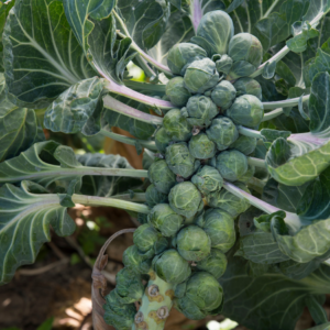 Brussels sprouts clustered along a stalk, flanked by their large, protective leaves in a lush garden setting.