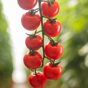 Ripe for the Picking: Cherry Tomatoes on the Vine"