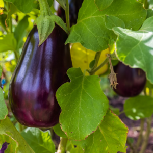 Lustrous eggplants hanging beneath broad green leaves, nestled in the garden where thyme acts as a companion plant.