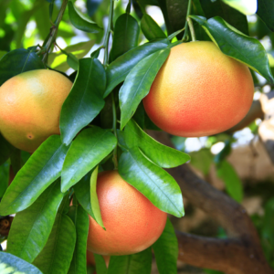 Article: Growing grapefuit successfully. Ripe grapefruits with a rosy blush hanging from a tree, cradled by shiny green leaves."