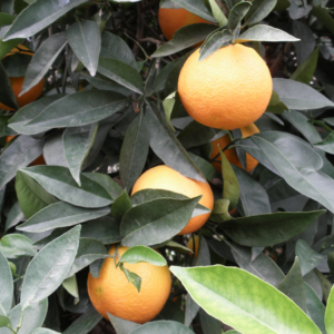 Article: Growing grapefuit successfully.  "Bright grapefruits peeking out from dark green foliage on a grapefruit tree, ripe and ready for picking."